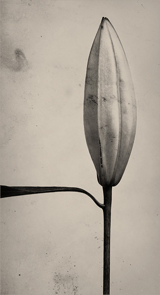  lily flower. left