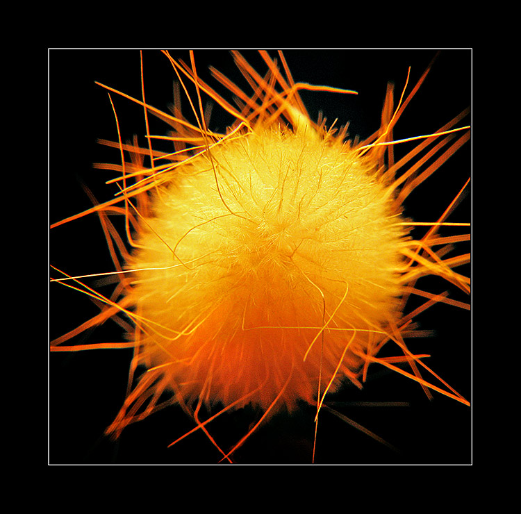  Orange....