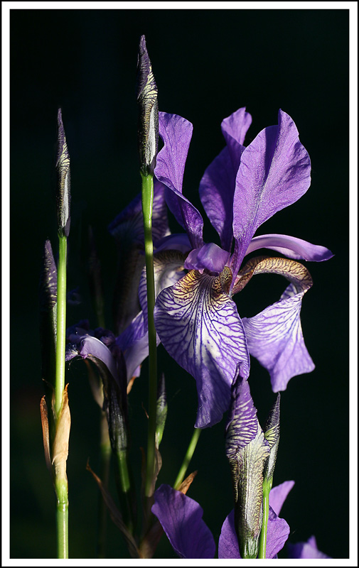  flower 001