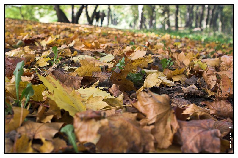  Fall