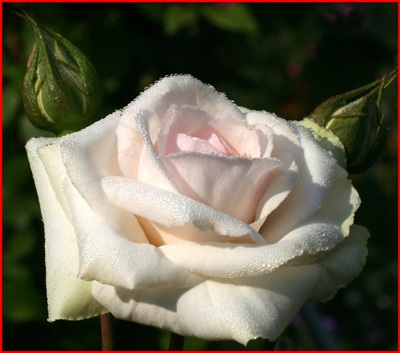  flower 2