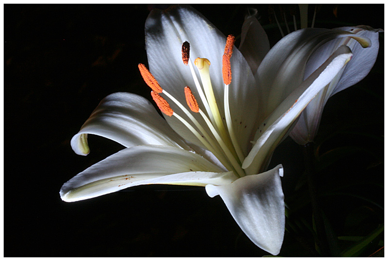  flower 2
