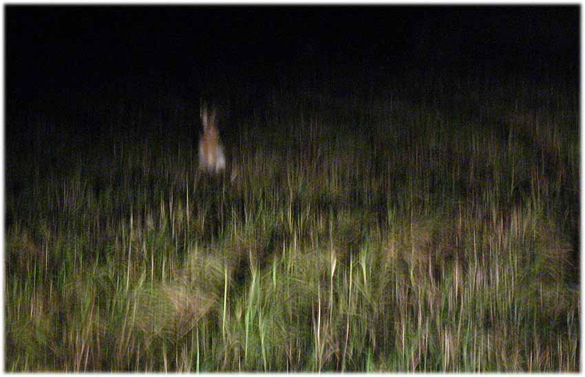  Guess Who (Photo-painted Rabbit)