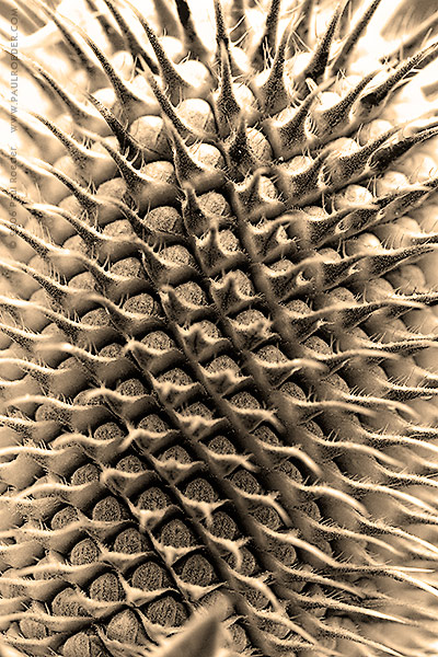   / Nanovirus