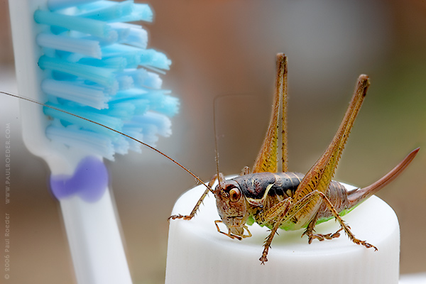   / Dentist