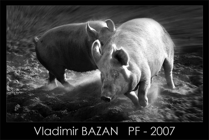  PF - 2007