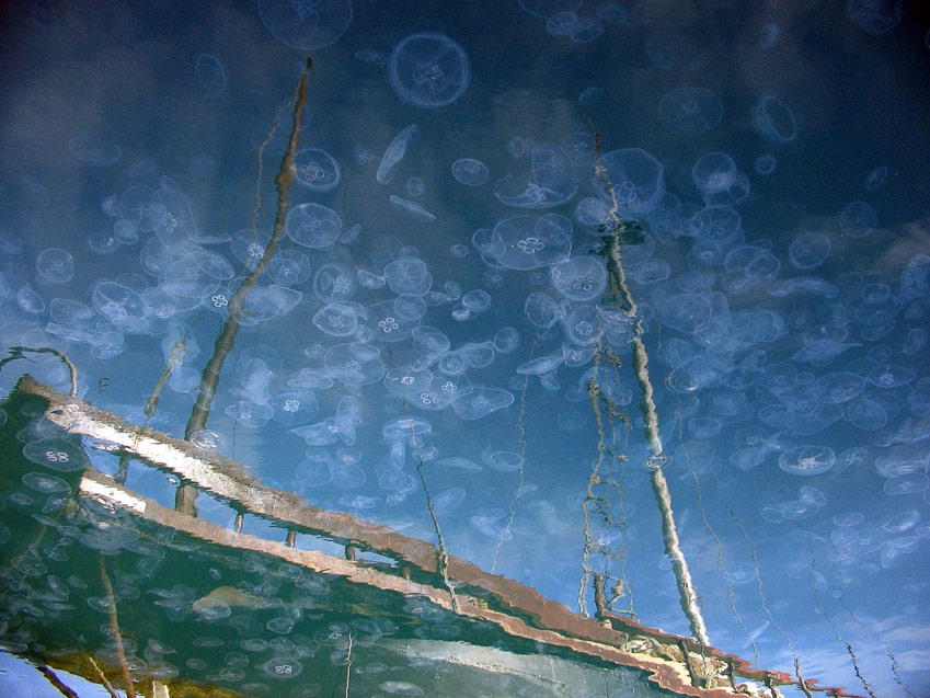  more meduz