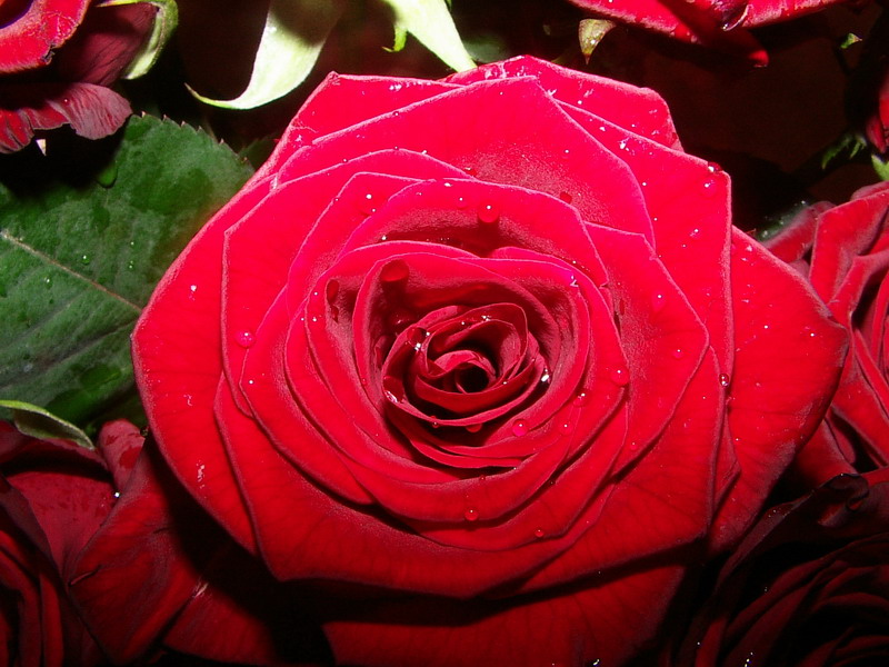  rose