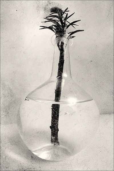  strange flower-3