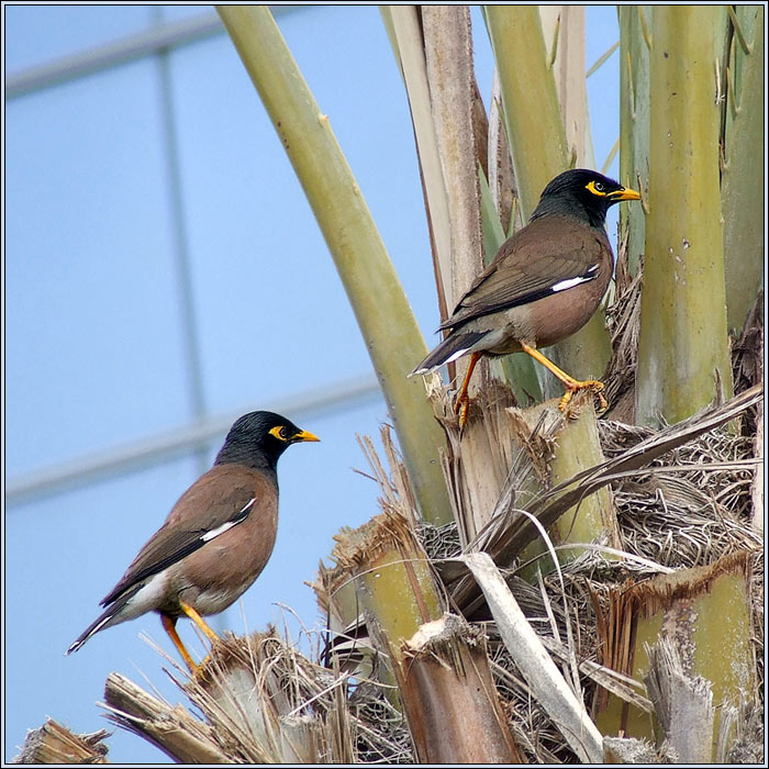  Common Indian Mynas.