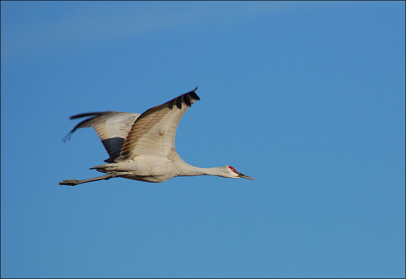  Sandhill Crane