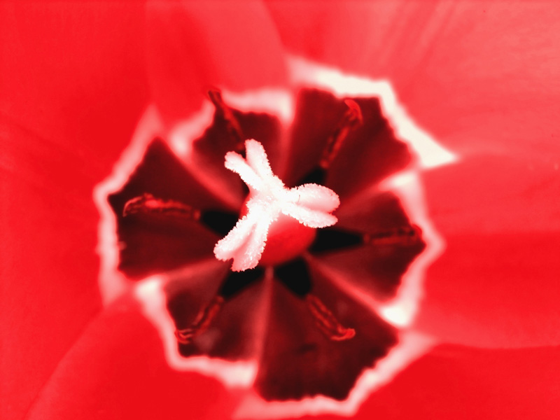  Tulip