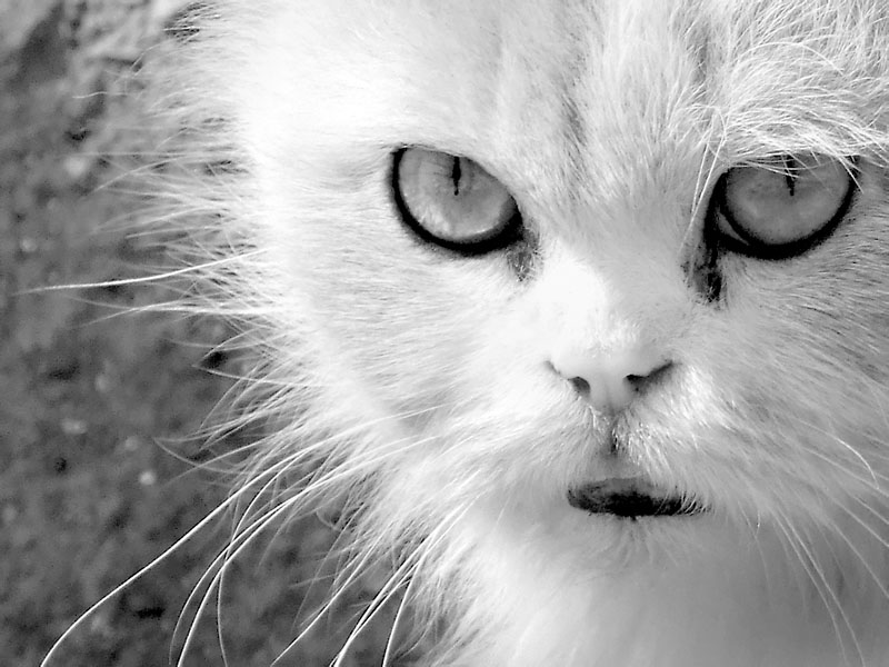  White ghost
