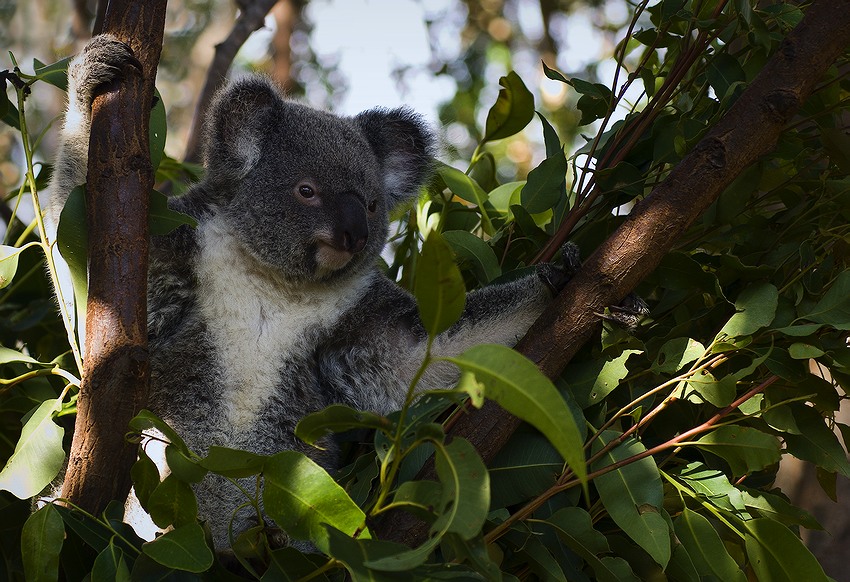  Koala
