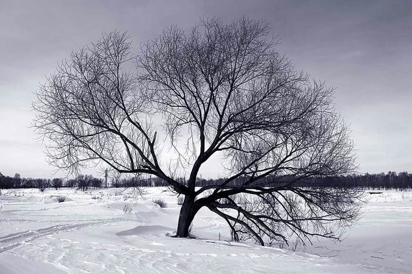  Tree...