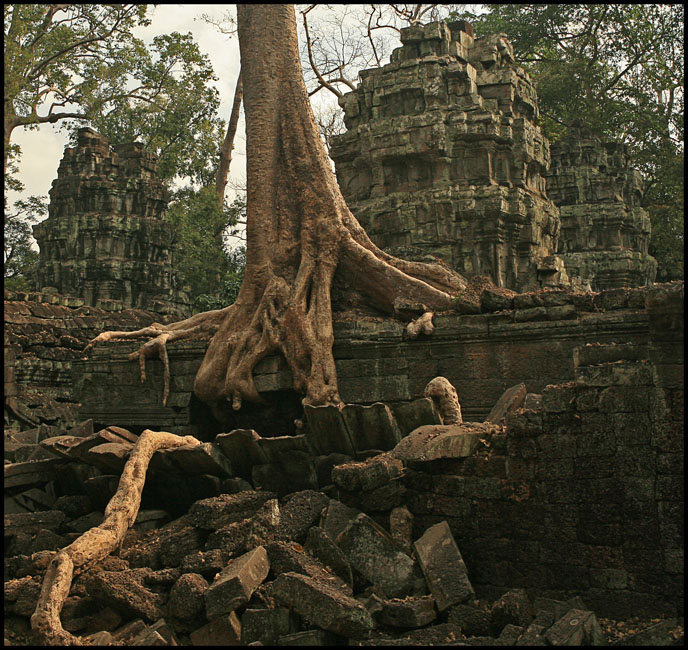  Tree roots steal the show