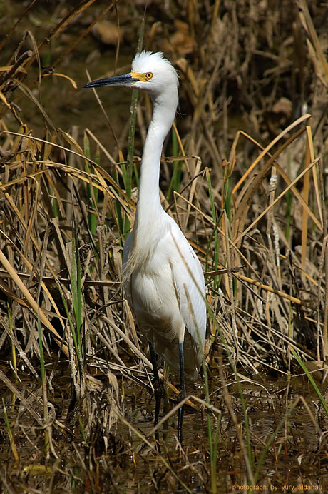  Egret