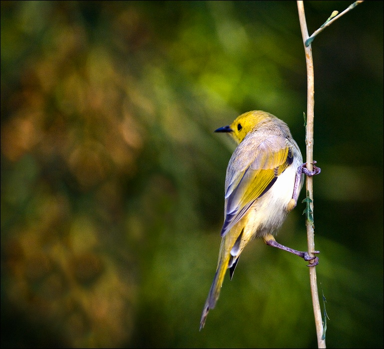  Honeyeater.