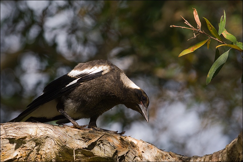   Australian Magpie.