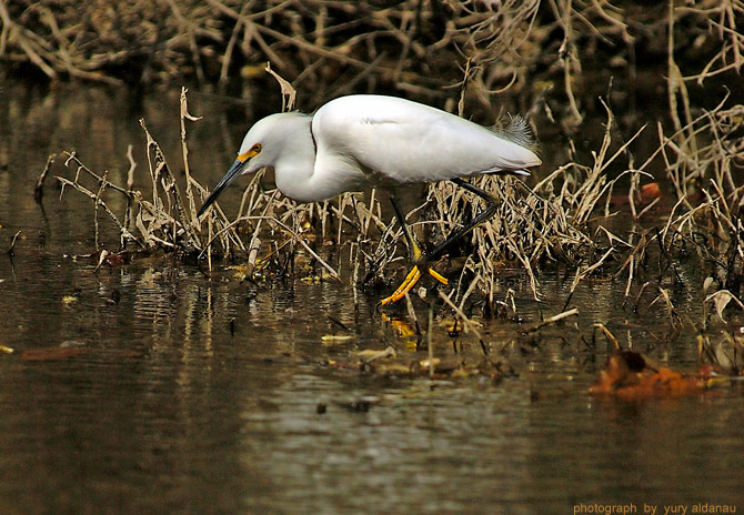     Egret