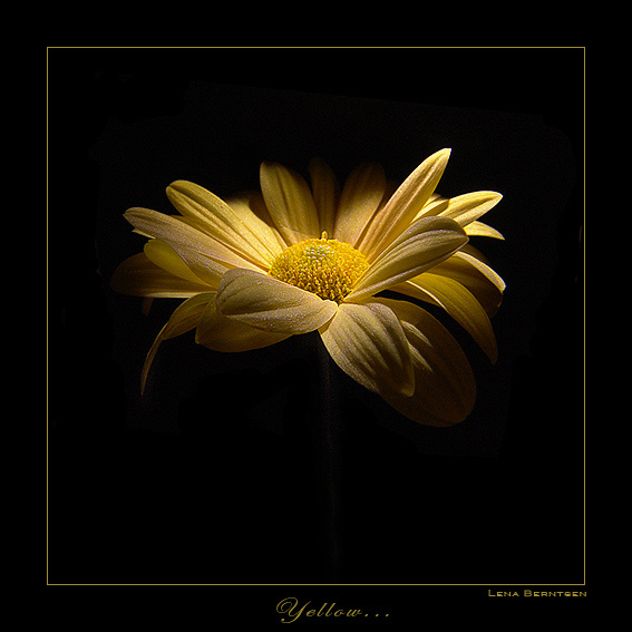  Yellow... (...)