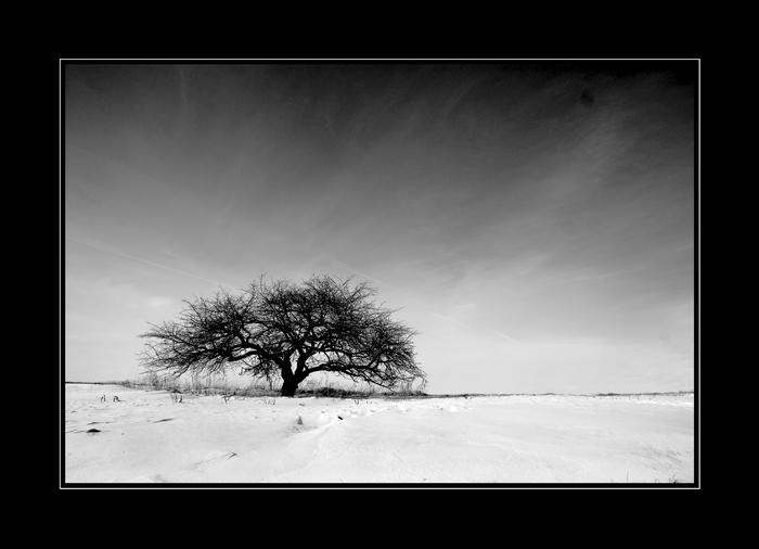  black tree