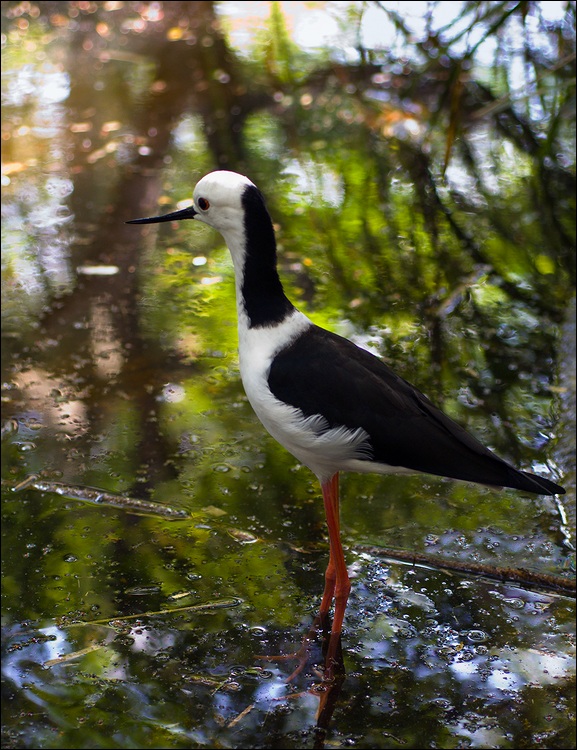   (Himantopus himantopus) - Black-Winged Stilt