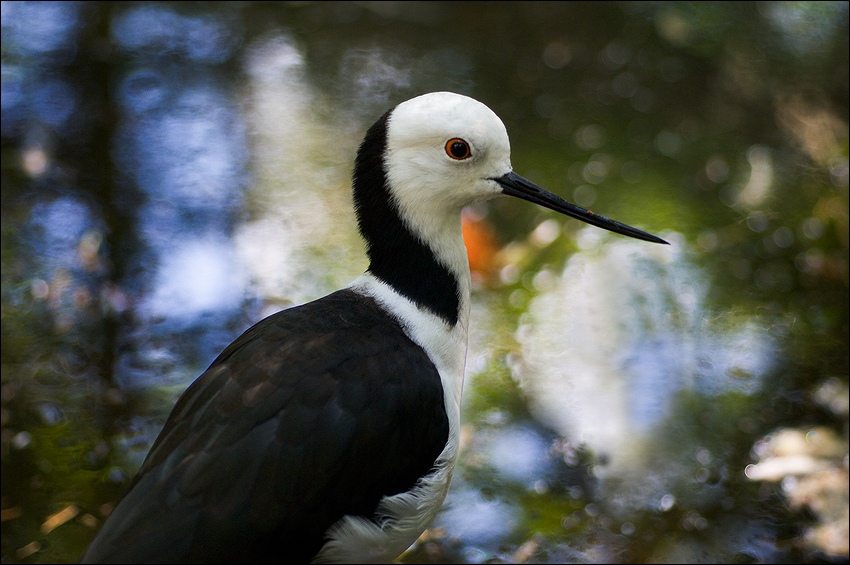   (Himantopus himantopus) - Black-Winged Stilt