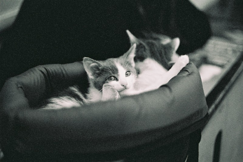  cats