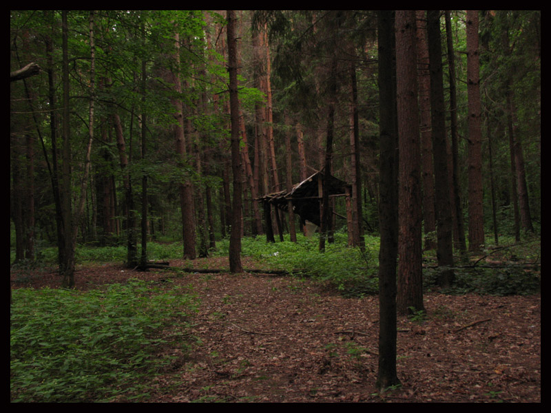  Forest
