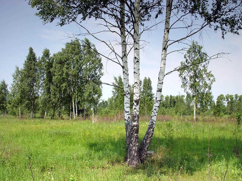     (4)