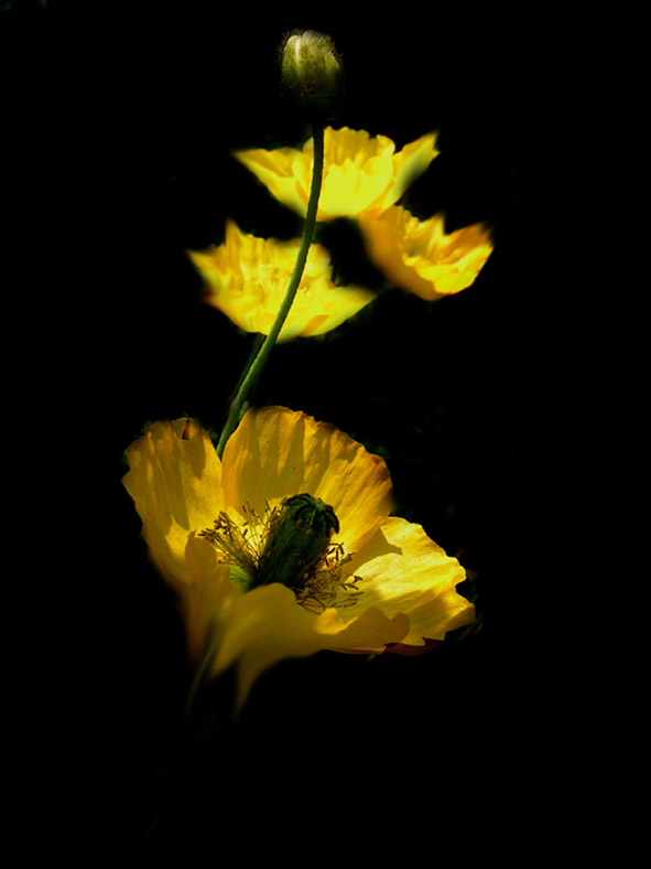  light