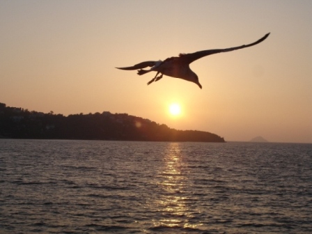  sea gull