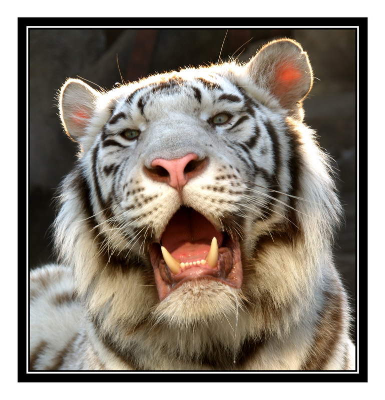  Metro-Goldwyn-Meyer