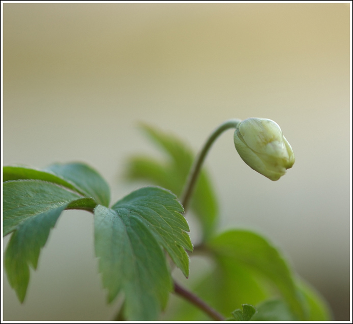   MACRO