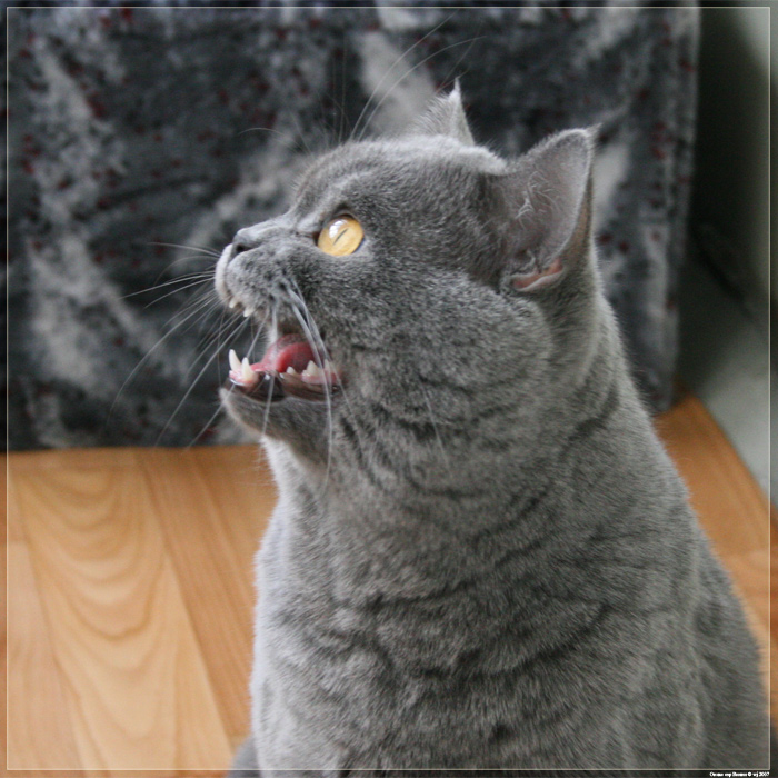  Demon