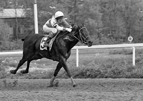  Horse racing