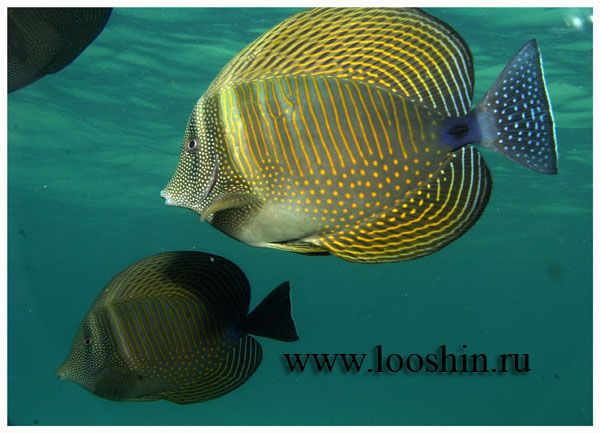  Zebrasoma desjardinii