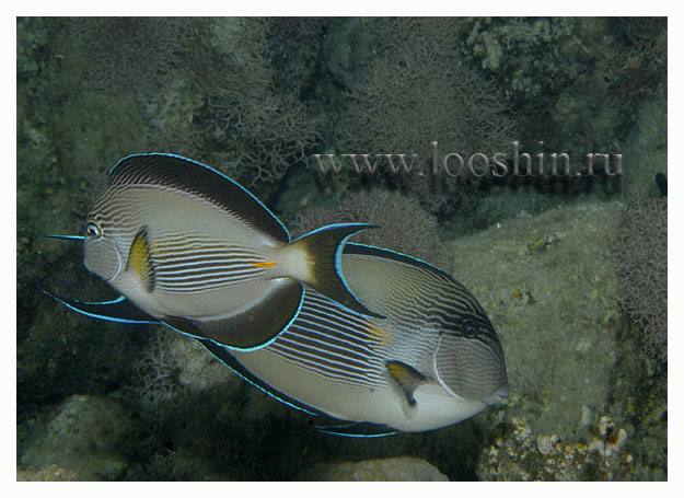  Acanthurus shoal