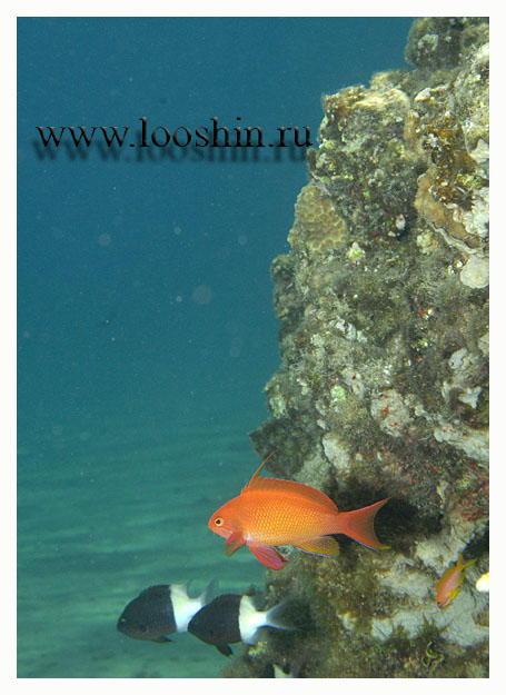  Chromis dimidiata  Pseudanthias squamipinnis