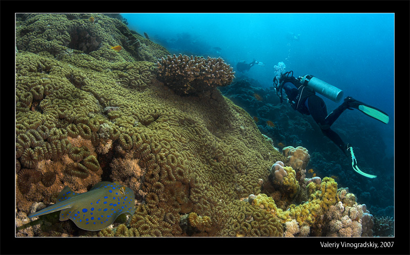  Underwater life