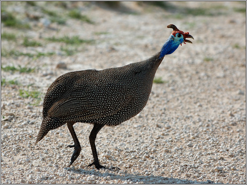    (Helmeted Guineafowl)