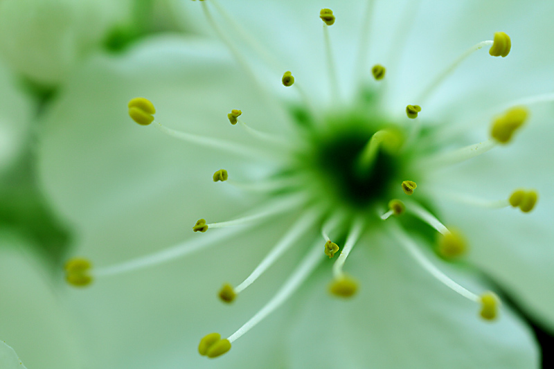  alienplant3