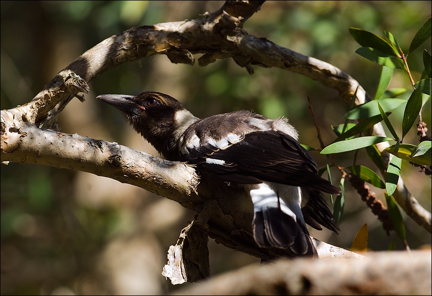  Australian Magpie Jr.