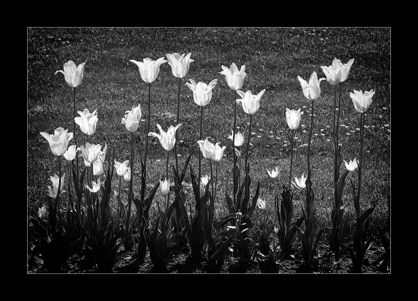  Tulips