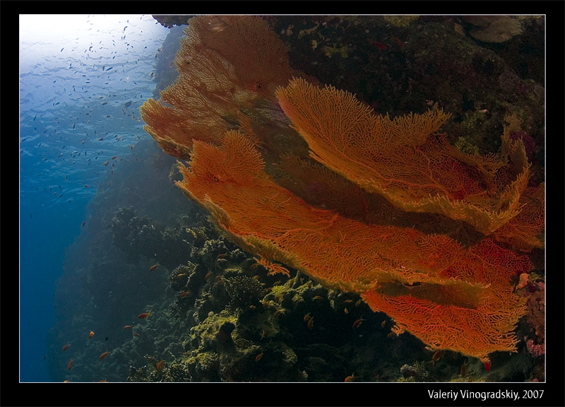  Underwater world