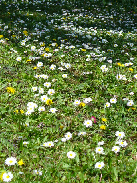  Meadow of love