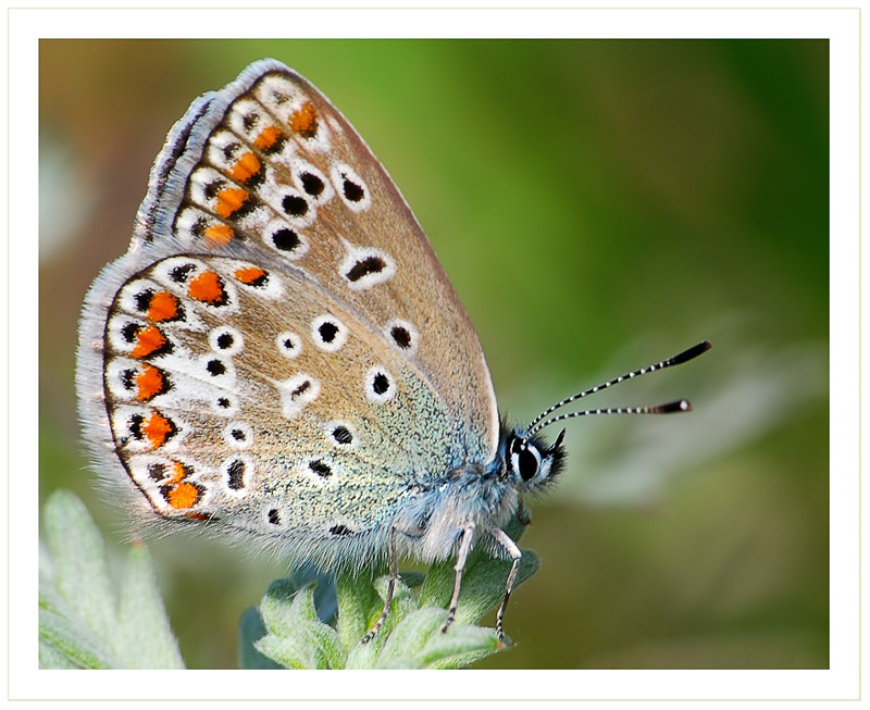    (Polyommatus icarus)