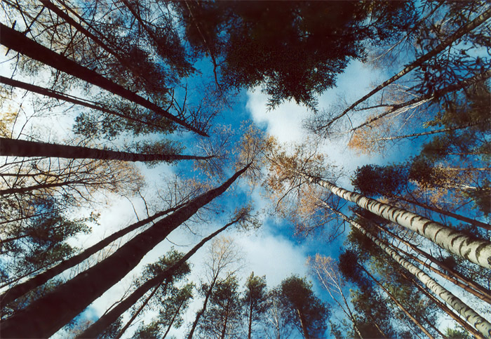  Look up
