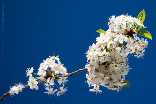    / herry Blossom